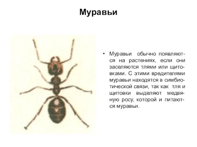 Муравьи Муравьи обычно появляют-ся на растениях, если они заселяются тлями или