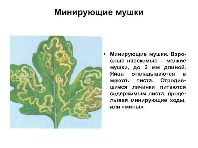 Минирующие мушки Минирующие мушки. Взро-слые насекомые – мелкие мушки, до 2