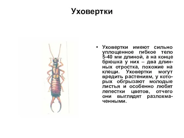 Уховертки Уховертки имеют сильно уплощенное гибкое тело 5-40 мм длиной, а