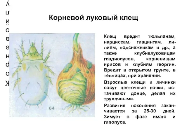 Корневой луковый клещ Корневой луковый клещ Клещ вредит тюльпанам, нарциссам, гиацинтам,