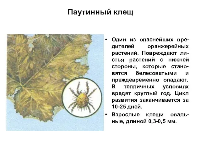 Паутинный клещ Один из опаснейших вре-дителей оранжерейных растений. Повреждают ли-стья растений