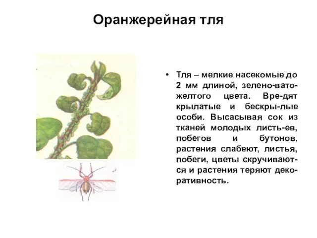 Оранжерейная тля Тля – мелкие насекомые до 2 мм длиной, зелено-вато-желтого