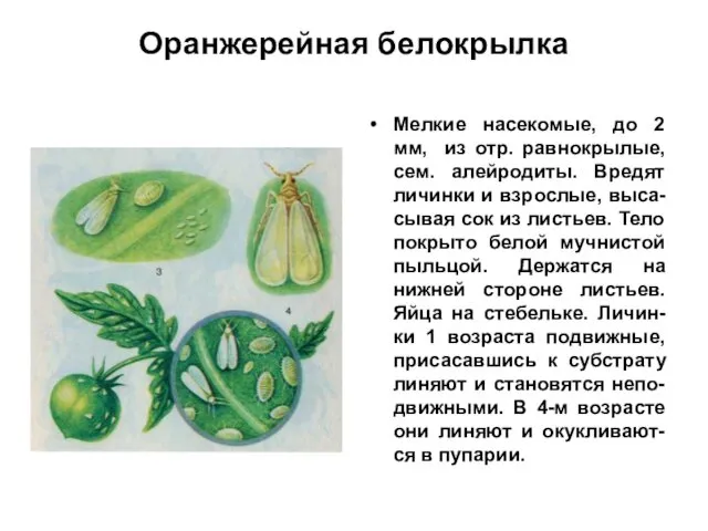 Оранжерейная белокрылка Мелкие насекомые, до 2 мм, из отр. равнокрылые, сем.