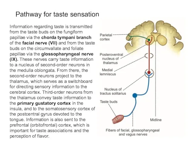 Information regarding taste is transmitted from the taste buds on the