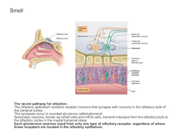 Smell The neural pathway for olfaction. The olfactory epithelium contains receptor