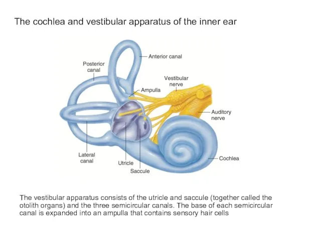 The cochlea and vestibular apparatus of the inner ear The vestibular