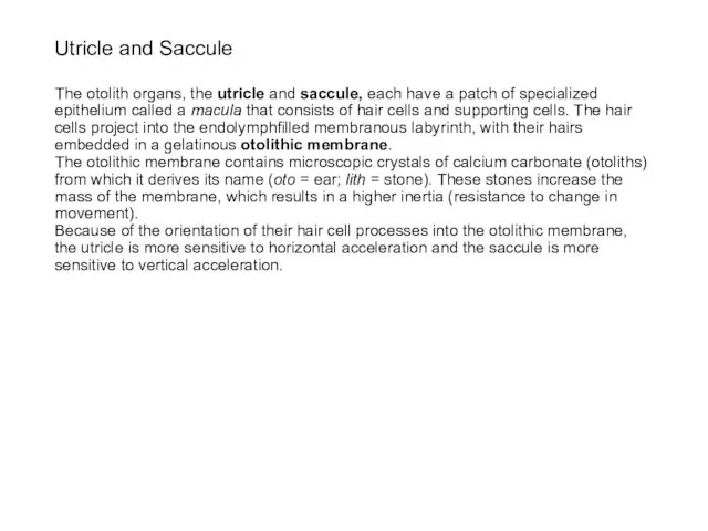 Utricle and Saccule The otolith organs, the utricle and saccule, each