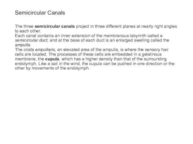 Semicircular Canals The three semicircular canals project in three different planes