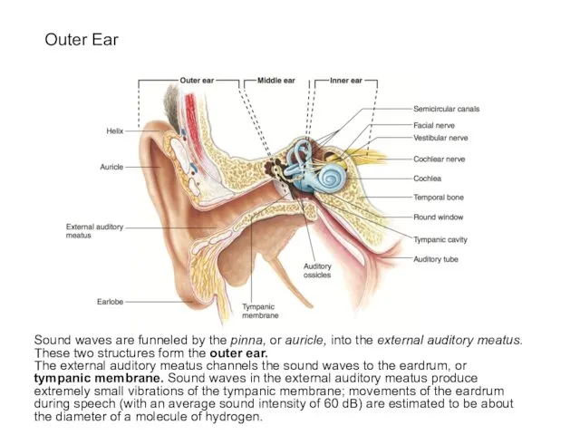 Outer Ear Sound waves are funneled by the pinna, or auricle,