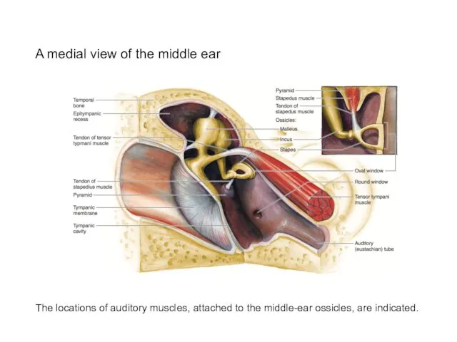 A medial view of the middle ear The locations of auditory