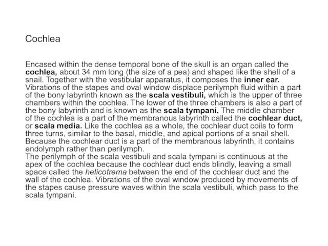 Cochlea Encased within the dense temporal bone of the skull is