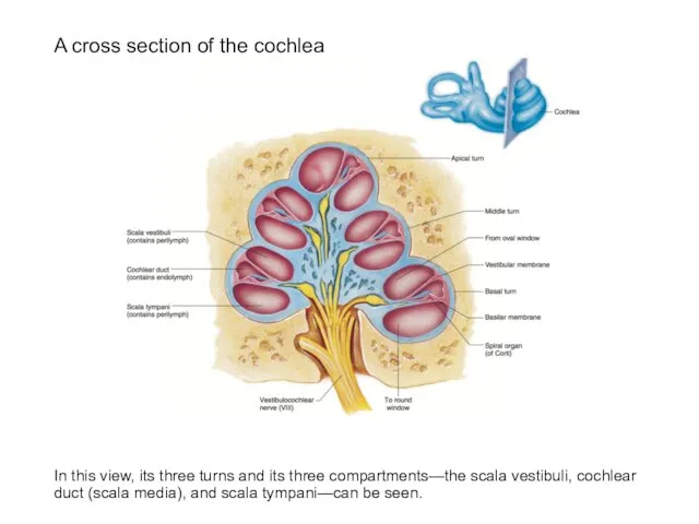 A cross section of the cochlea In this view, its three