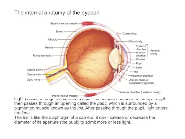 The internal anatomy of the eyeball Light passes through the cornea