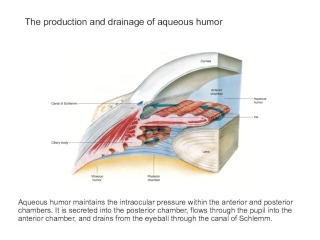 The production and drainage of aqueous humor Aqueous humor maintains the