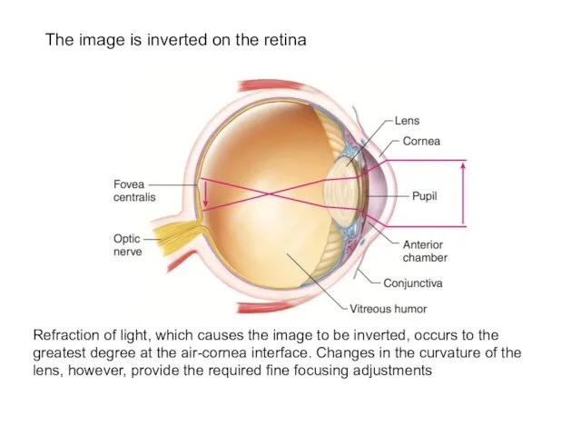 The image is inverted on the retina Refraction of light, which