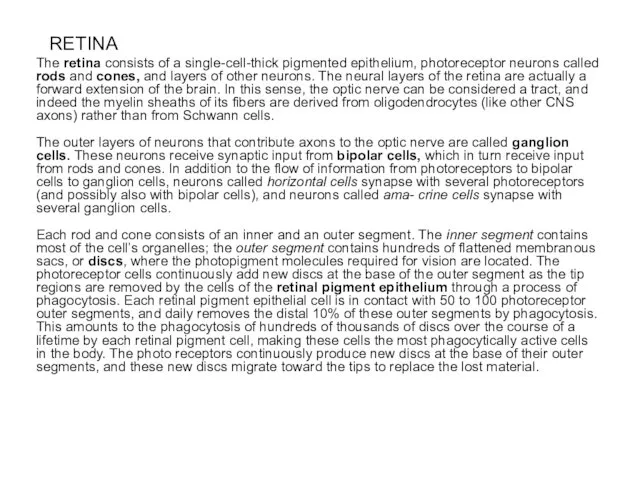 RETINA The retina consists of a single-cell-thick pigmented epithelium, photoreceptor neurons