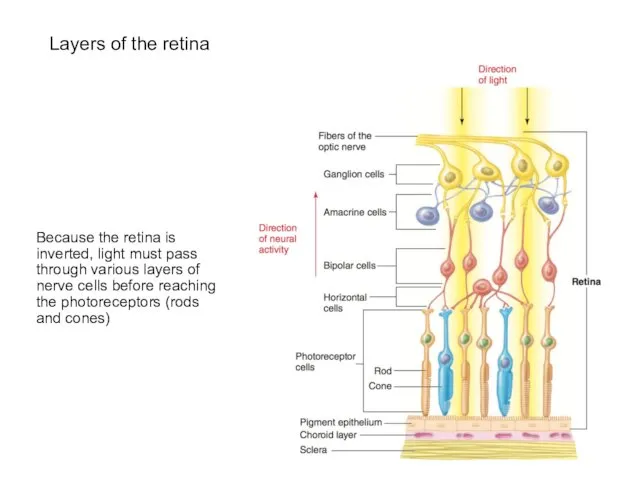 Layers of the retina Because the retina is inverted, light must