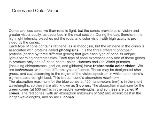 Cones and Color Vision Cones are less sensitive than rods to