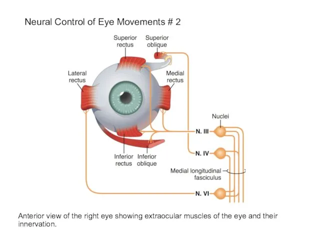 Neural Control of Eye Movements # 2 Anterior view of the
