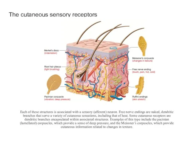 The cutaneous sensory receptors Each of these structures is associated with