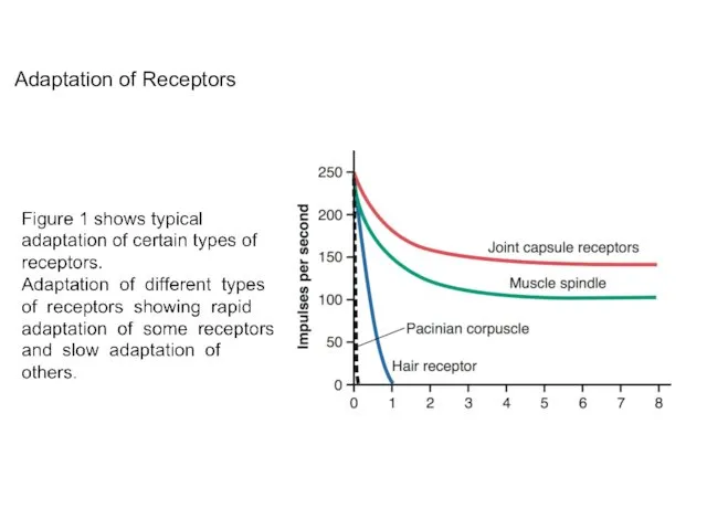 Adaptation of Receptors