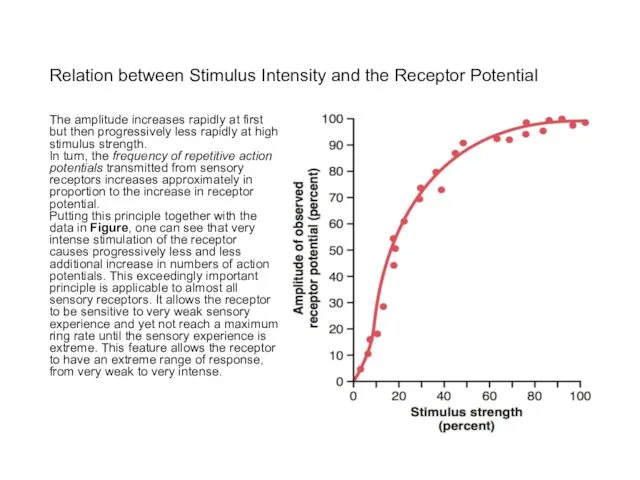 Relation between Stimulus Intensity and the Receptor Potential The amplitude increases