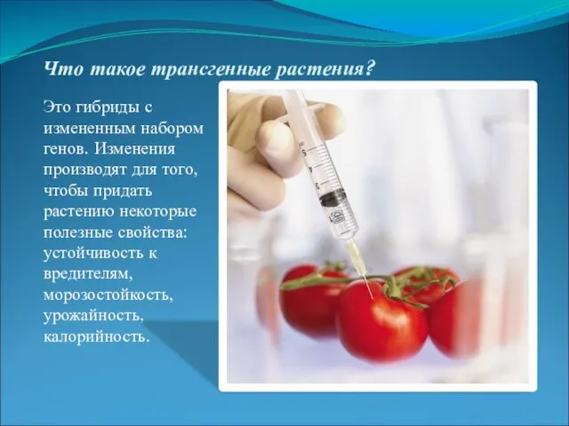 Что такое трансгенные растения? Это гибриды с измененным набором генов. Изменения