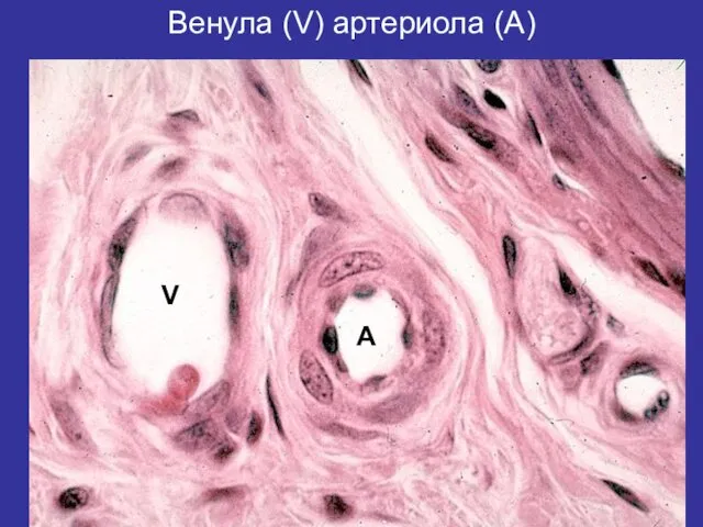 Венула (V) артериола (A) V A