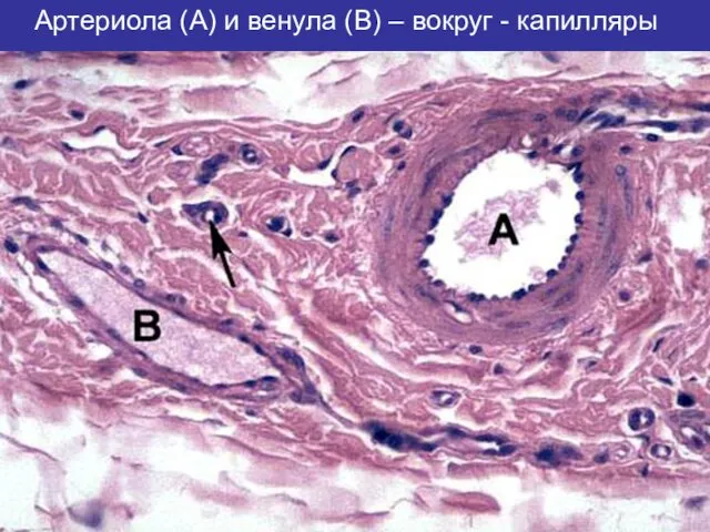 Артериола (A) и венула (B) – вокруг - капилляры