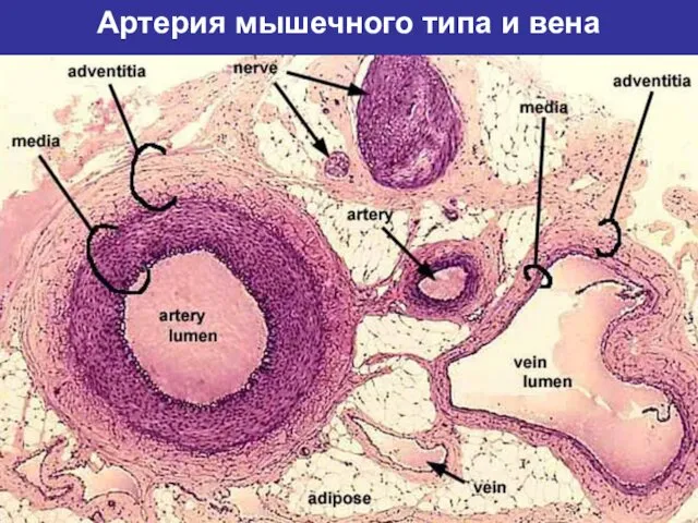Артерия мышечного типа и вена