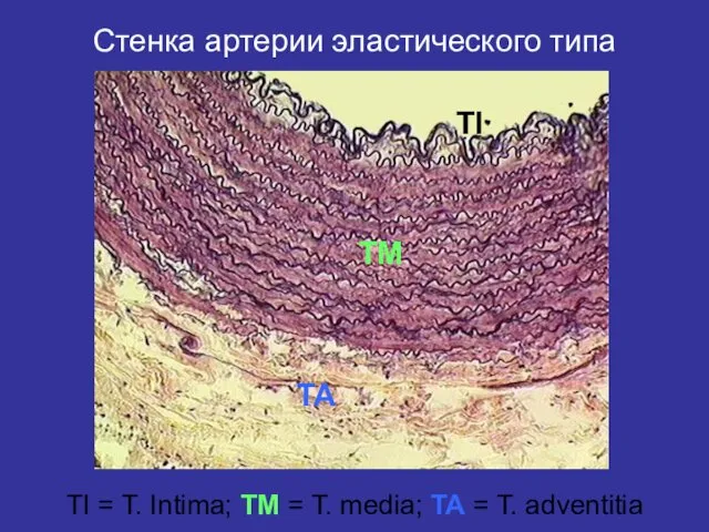 Стенка артерии эластического типа TI = T. Intima; TM = T.