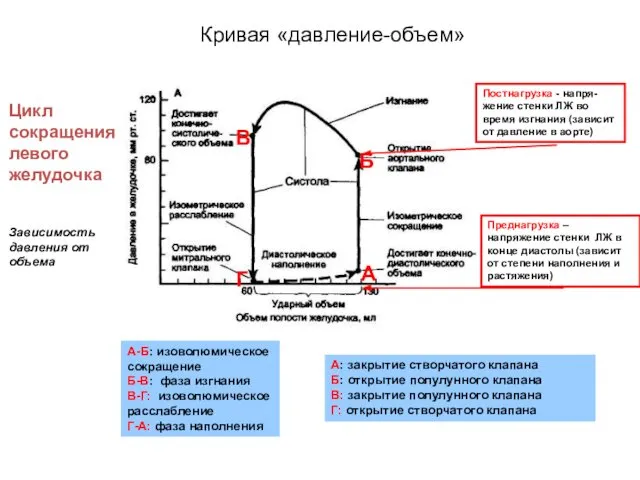 Цикл сокращения левого желудочка Зависимость давления от объема Преднагрузка – напряжение