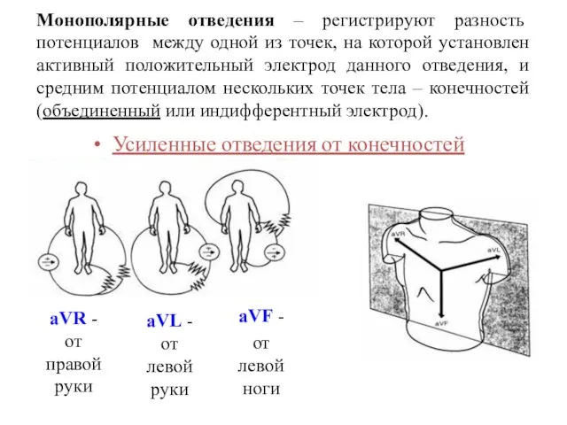 Монополярные отведения – регистрируют разность потенциалов между одной из точек, на