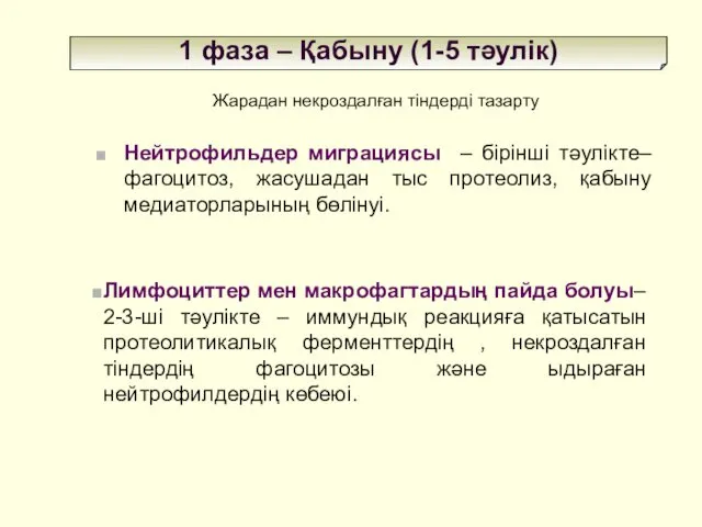 1 фаза – Қабыну (1-5 тәулік) Жарадан некроздалған тіндерді тазарту Нейтрофильдер