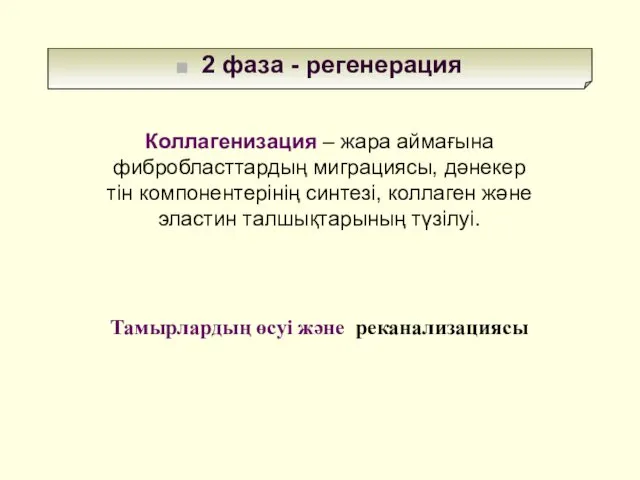 2 фаза - регенерация Коллагенизация – жара аймағына фибробласттардың миграциясы, дәнекер