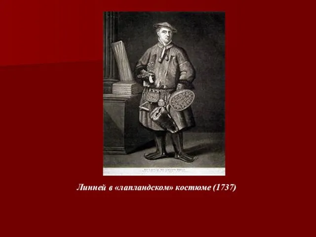 Линней в «лапландском» костюме (1737)