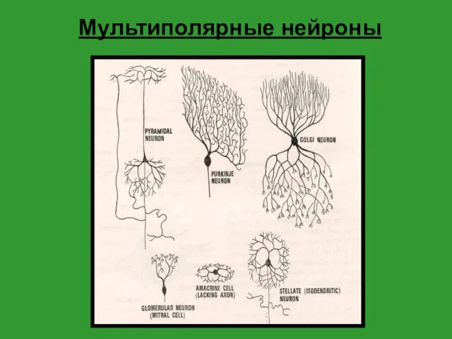 Мультиполярные нейроны