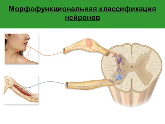 Морфофункциональная классификация нейронов