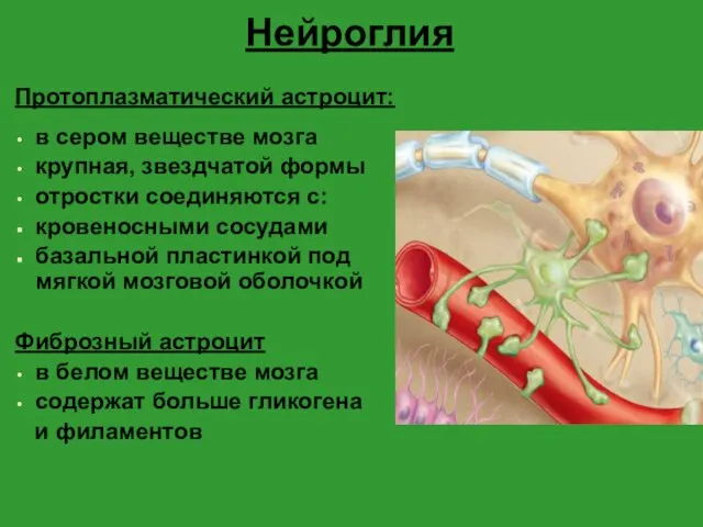 Нейроглия Протоплазматический астроцит: в сером веществе мозга крупная, звездчатой формы отростки