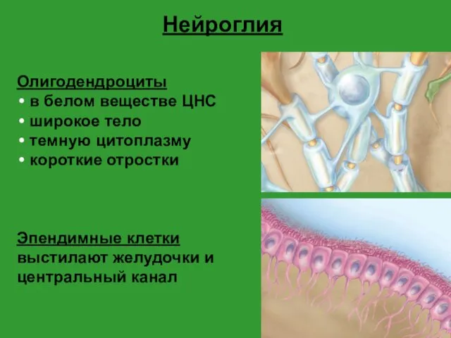 Нейроглия Олигодендроциты в белом веществе ЦНС широкое тело темную цитоплазму короткие