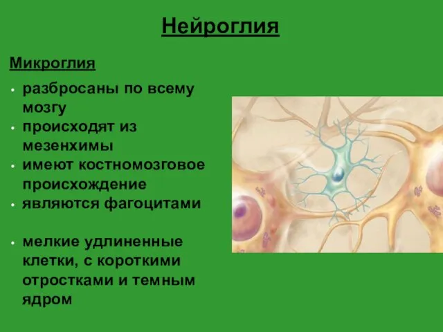 Нейроглия Микроглия разбросаны по всему мозгу происходят из мезенхимы имеют костномозговое