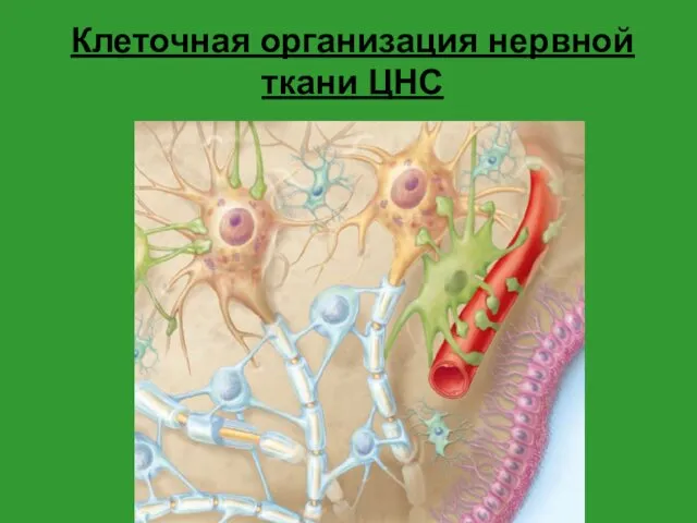 Клеточная организация нервной ткани ЦНС