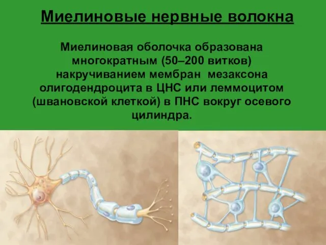 Миелиновые нервные волокна Миелиновая оболочка образована многократным (50–200 витков) накручиванием мембран