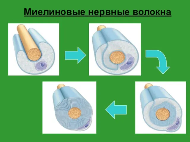 Миелиновые нервные волокна