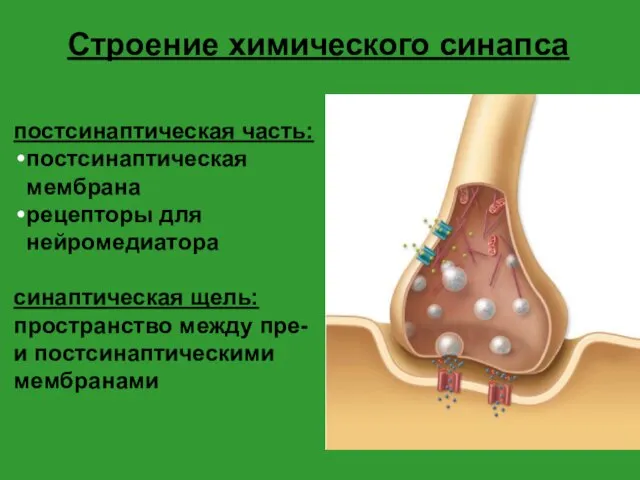 Строение химического синапса постсинаптическая часть: постсинаптическая мембрана рецепторы для нейромедиатора синаптическая