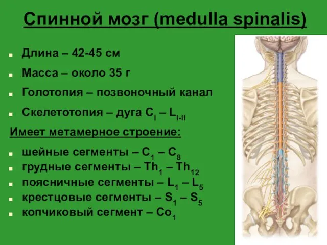 Спинной мозг (medulla spinalis) Длина – 42-45 см Масса – около