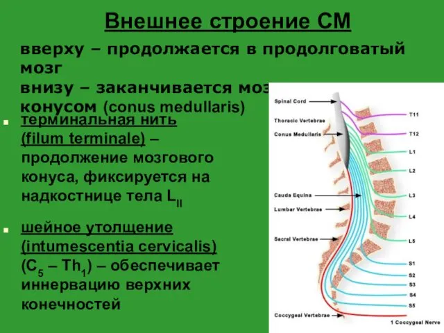 Внешнее строение СМ терминальная нить (filum terminale) – продолжение мозгового конуса,