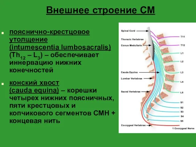 Внешнее строение СМ пояснично-крестцовое утолщение (intumescentia lumbosacralis) (Th12 – L3) –