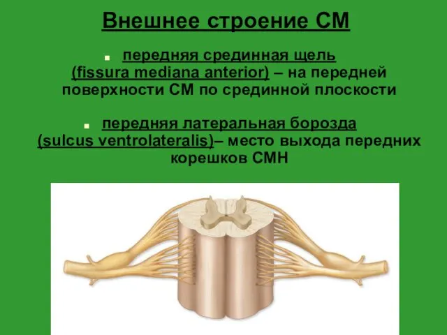 Внешнее строение СМ передняя срединная щель (fissura mediana anterior) – на