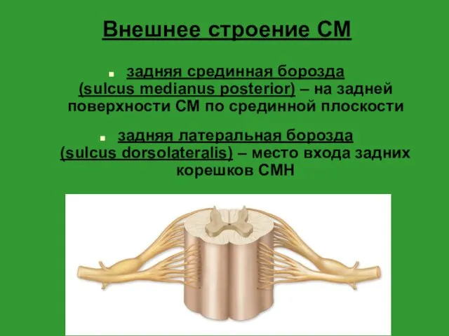 Внешнее строение СМ задняя срединная борозда (sulcus medianus posterior) – на